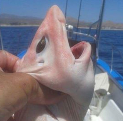 男子海上钓上一条“派大星”怪鱼,结果瞬间后悔了 男子海上钓上一条“派大星”怪鱼,结果瞬间后悔了