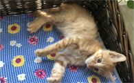 猫咪行为正常是不是没有狂犬病啊