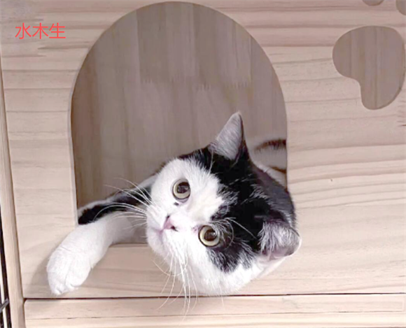 水木生猫笼:小户型养宠的神器,让猫咪与主人皆大欢喜 水木生猫笼:小户型养宠的神器,让猫咪与主人皆大欢喜