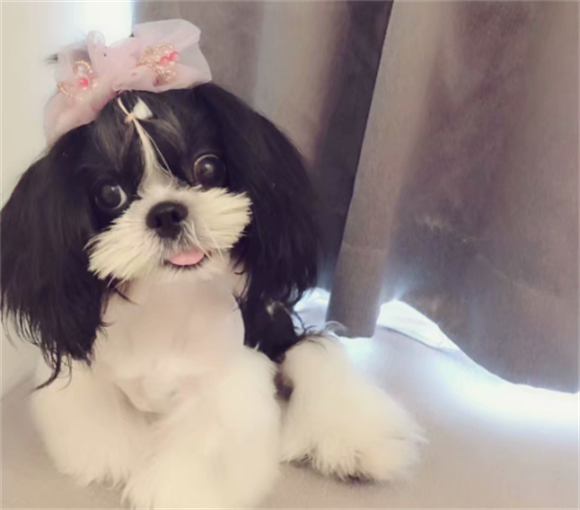 守护西施犬健康:科学接种疫苗的重要性与实用方案 守护西施犬健康:科学接种疫苗的重要性与实用方案