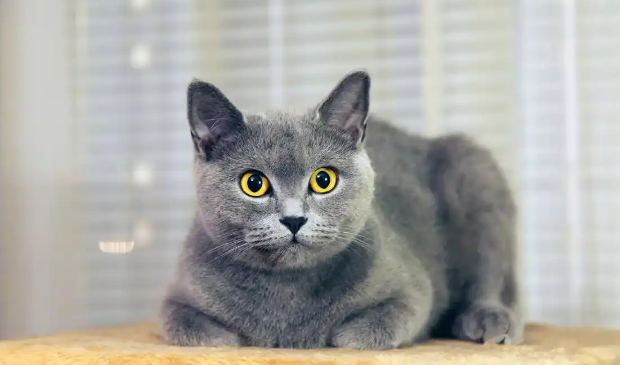 蓝猫的故乡密码:英俄法三国猫族的前世今生 蓝猫的故乡密码:英俄法三国猫族的前世今生
