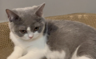 猫咪跑酷是什么原因造成的