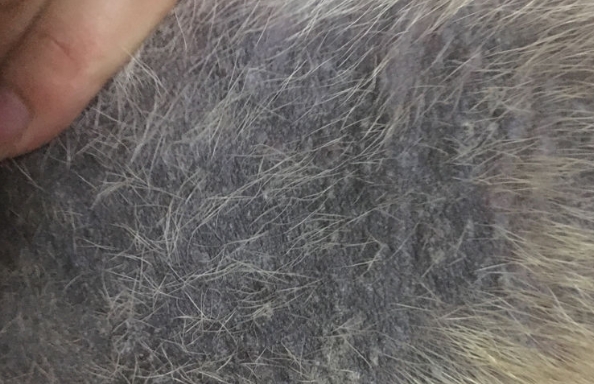 狗狗皮肤变黑是什么病 狗狗皮肤变黑是什么病