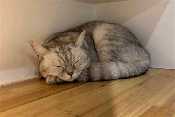 猫咪尿道炎症状表现有哪些 猫咪尿道炎症状表现有哪些