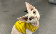 猫咪吃东西就吐怎么办吃什么药