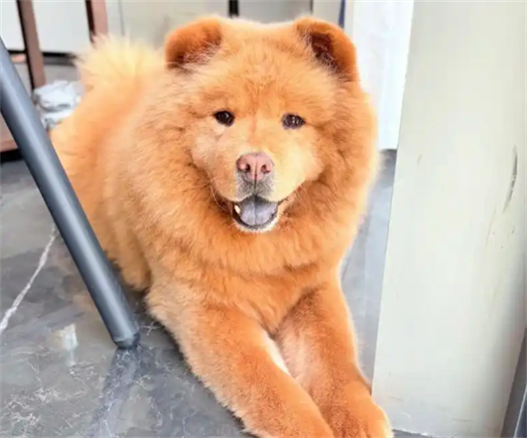 松狮犬患上佝偻病，绝非小事需警惕