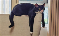 猫咪挑食是什么原因啊