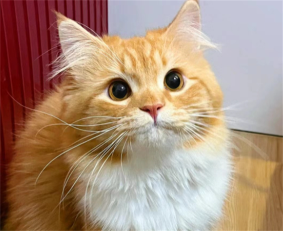 猫咪呼吸异常的表现有哪些 猫咪呼吸异常的表现有哪些