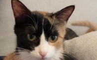猫咪在地上蹭来蹭去是想表达什么