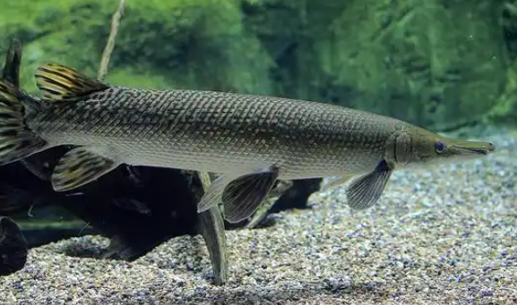 超1700万人养“异宠”这些隐患可能比你想的更可怕 超1700万人养“异宠”这些隐患可能比你想的更可怕