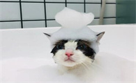 给猫咪洗澡,多长时间一次比较合适