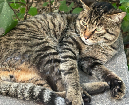 狸花猫被法拍,10万人次围观!寄养宠物店称其健康状况良好 狸花猫被法拍,10万人次围观!寄养宠物店称其健康状况良好