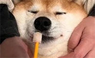宠物狗催吐最有效又快的方法