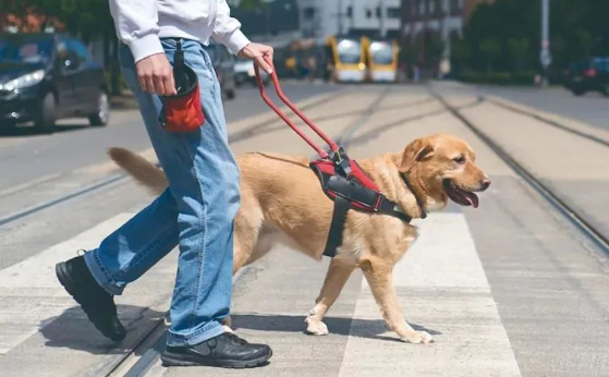 国际狗狗基金会:跨国救援行动与流浪犬福利改善之路 国际狗狗基金会:跨国救援行动与流浪犬福利改善之路