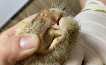 猫黄疸死亡的几率多高 猫黄疸死亡的几率多高