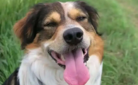 狗狗身上长脓包是什么病