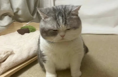 猫咪爱生气影响健康吗 猫咪爱生气影响健康吗
