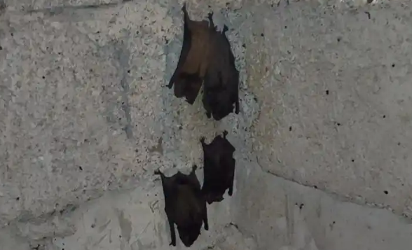 百余只蝙蝠入侵居民家中，贵州务川消防出击制“蝠”