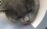 猫舔了碘伏多久会死