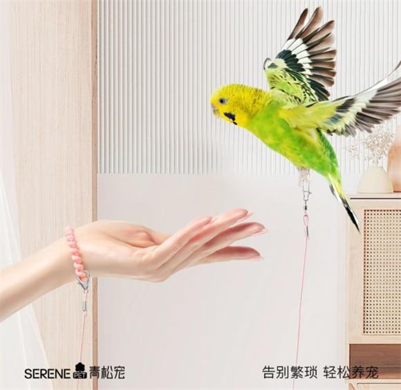 青松宠鹦鹉放飞绳怎么穿 青松宠鹦鹉放飞绳怎么穿