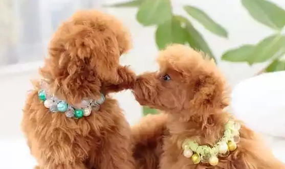 狗狗发情期会食欲不振吗 狗狗发情期会食欲不振吗