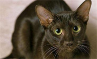 猫泪腺分泌物呈红色正常吗