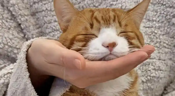 狸花猫智商排第几名