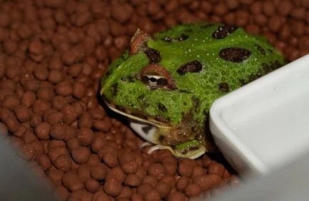 养猪、遛鸟、“驯龙”……另类宠物成年轻养宠人群新欢 养猪、遛鸟、“驯龙”……另类宠物成年轻养宠人群新欢