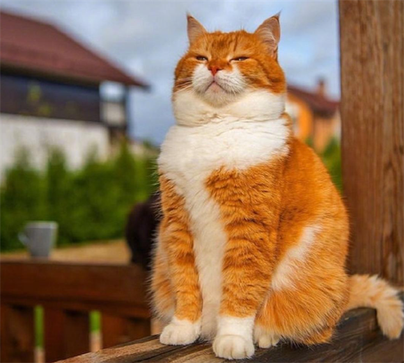 橘猫凭啥圈粉无数?这7个优点藏着答案 橘猫凭啥圈粉无数?这7个优点藏着答案