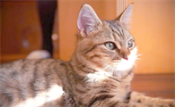 绝育后猫咪舔毛频率会增加吗