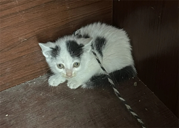 来家里生了小猫有什么预兆 来家里生了小猫有什么预兆