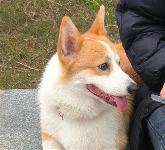 狗瘙痒症如何治疗