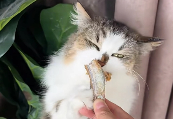 猫零食品牌有哪些?麦富迪全系列测评,这5款让主子疯狂上头! 猫零食品牌有哪些?麦富迪全系列测评,这5款让主子疯狂上头!