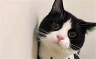 猫咪食欲下降是什么原因