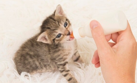 猫咪是否健康怎么看