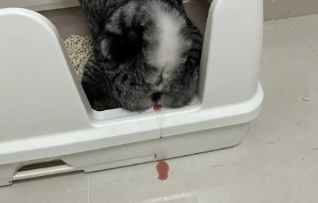 一个月的猫尿道出血怎么办