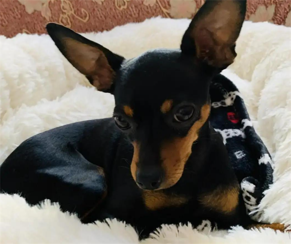 小鹿犬也会生病？揭秘小型犬常见健康“雷区”