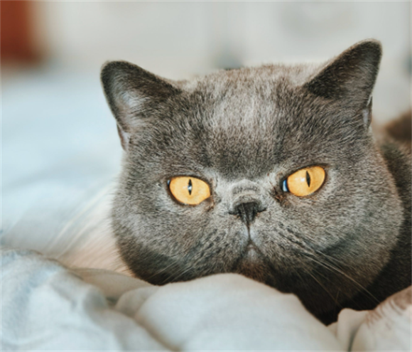 猫咪情绪不稳定怎么办
