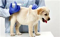 狗狗幼犬疫苗怎么打