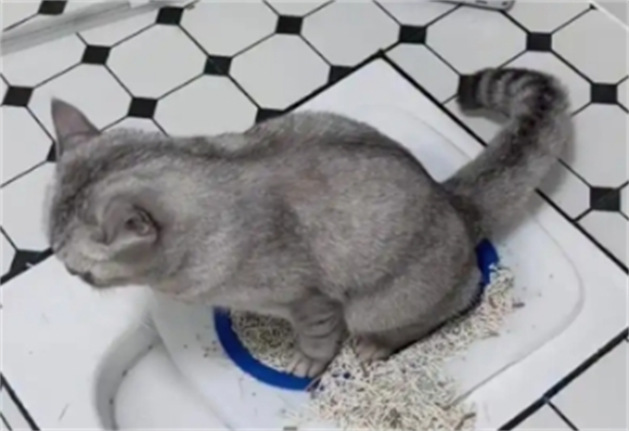 猫咪拉屎一天几次正常