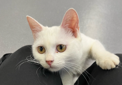 猫咪惨叫是怎么了 猫咪惨叫是怎么了