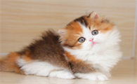 猫牙龈炎症会鼻塞么