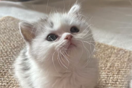 猫虱子是怎么产生的原因 猫虱子是怎么产生的原因