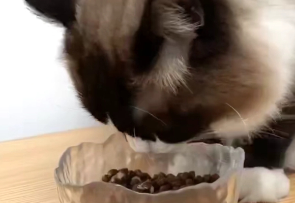 成猫粮推荐:皇家室内成猫全价粮,精准营养守护喵星人的健康生活 成猫粮推荐:皇家室内成猫全价粮,精准营养守护喵星人的健康生活