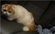 猫咪情绪低落是什么原因啊