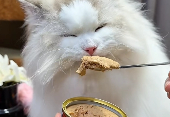 猫零食罐头品牌排行榜揭晓：弗列加特0压乳引领科学喂养新高度