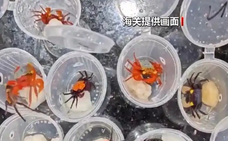 @铲屎官们养“异宠”或危害国家安全,这些行为违法了 @铲屎官们养“异宠”或危害国家安全,这些行为违法了