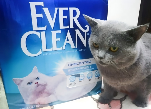 好的猫砂牌子有哪些?EverClean铂钻让养猫生活更舒心 好的猫砂牌子有哪些?EverClean铂钻让养猫生活更舒心