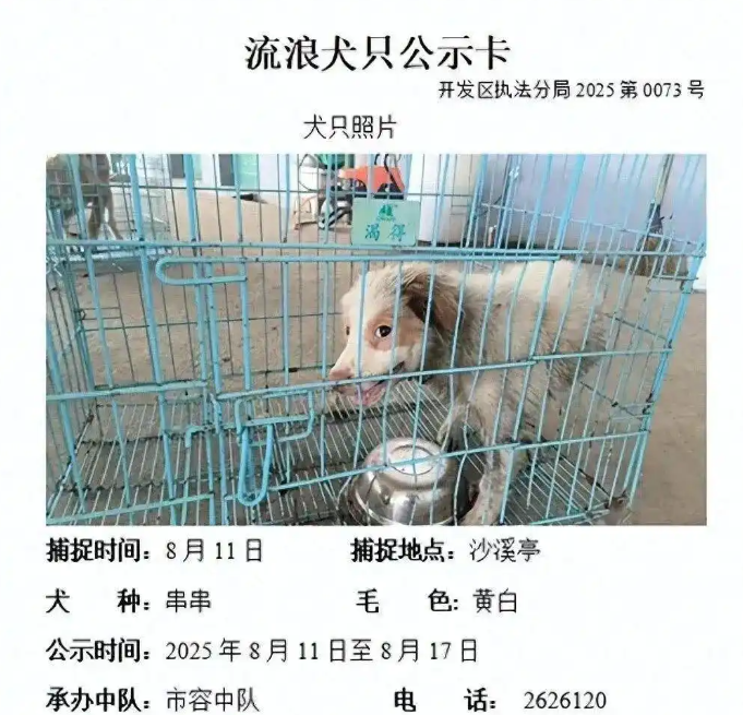 流浪狗公示到期无人认领？官方：将实施安乐死