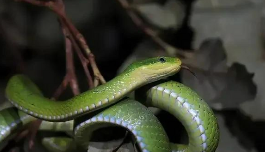 青竹蛇：隐匿于翠色中的“红外猎手”